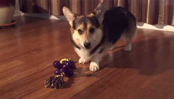 Premios Starmark, los más saludables para los perros.