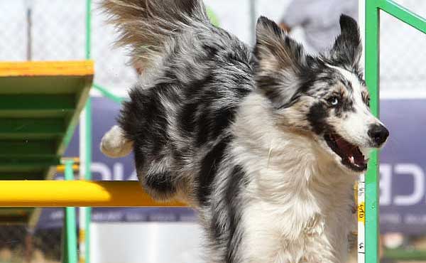 Agility del 20 y 21 de septiembre 2014.