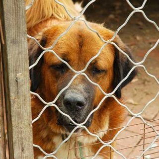 La Comisión Europea ha comisionado un estudio sobre el bienestar de perros y gatos implicados en prácticas comerciales dentro de la Unión Europea.