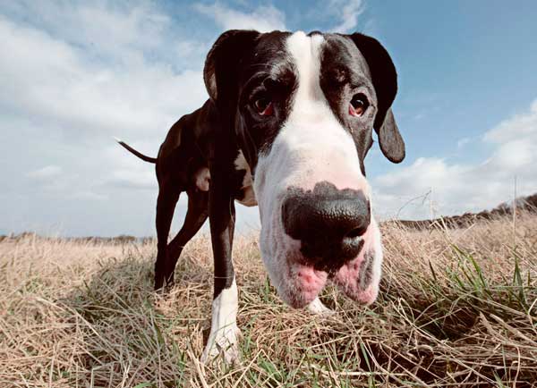8 consejos Canon para conseguir fotos espectaculares de tus mascotas