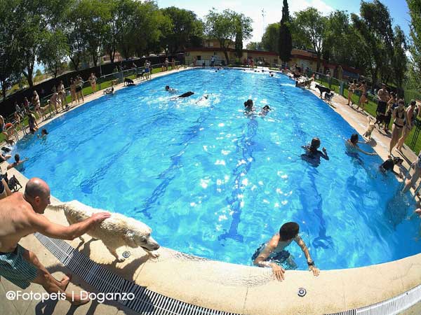 @doganzo @fotopets. Éxito de "Al agua patas", piscina para perros en Daganzo.