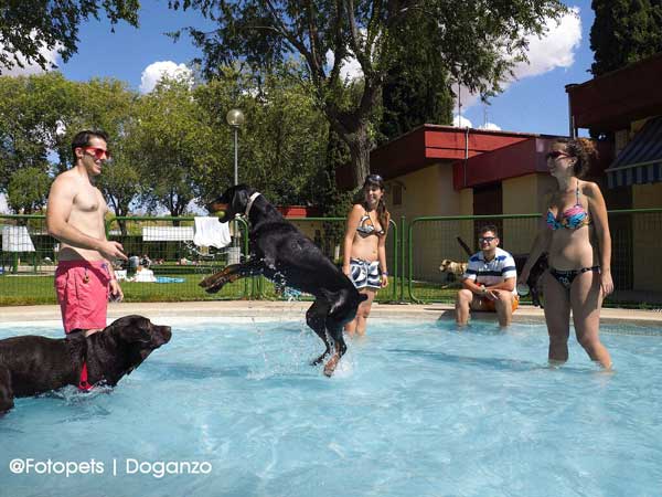 @doganzo @fotopets. Éxito de "Al agua patas", piscina para perros en Daganzo.