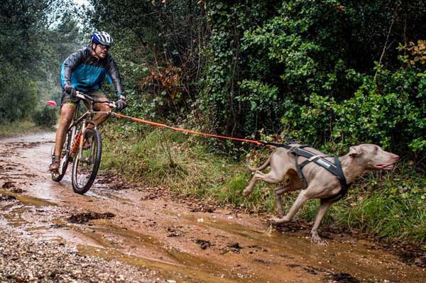 1er Triatlón Canino a Moià.