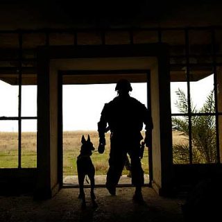 Perros militares, los perros más completos del mundo (vídeo).