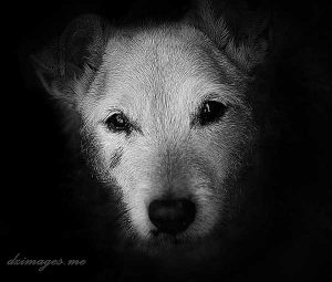 Perros en blanco y negro (y más) - www.doogweb.es