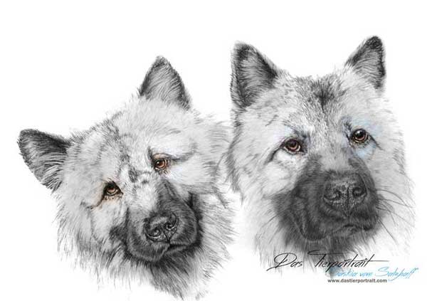 Los increíbles retratos de perros de Saskia vom Salzhaff (a lápiz).