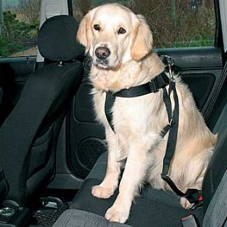 Viajes en coche con nuestros perros (infografía).
