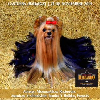 Exposición Nacional Canina Castuera 2014.