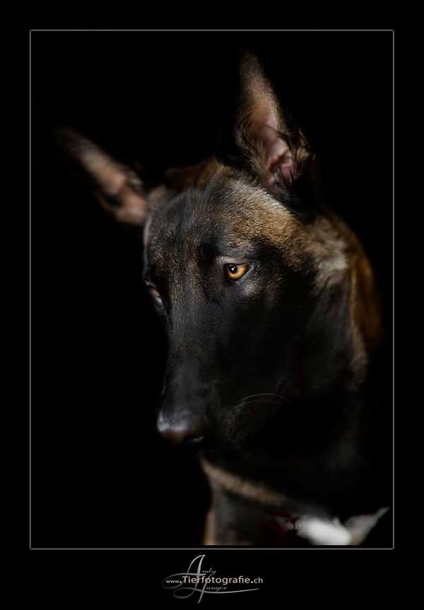Retratos de perros muy naturales, por Andy Hunger.