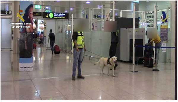 Pipo, un perro “pasivo” detector de drogas de la Guardia Civil, descubre en la maleta de un pasajero del aeropuerto del Prat más de 4 kilogramos de cocaína