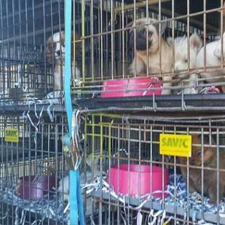 Interceptado un camión ilegal en Zaragoza que transportaba animales para su venta esta Navidad en tiendas de todo el país. El tráfico de cachorros continúa en España.
