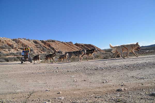 @Mushingmonegros Empieza la XXIII Travesía de Los Monegros con Perros de Tiro. 155 kilómetros de recorrido.