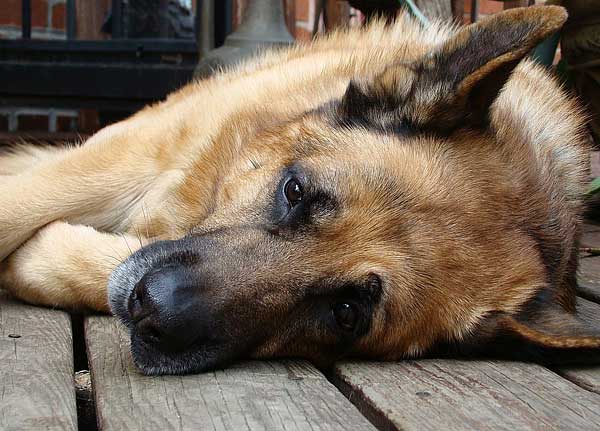 Los cuidados del perro mayor: 10 cosas que debes hacer si tienes un perro geriátrico en casa.