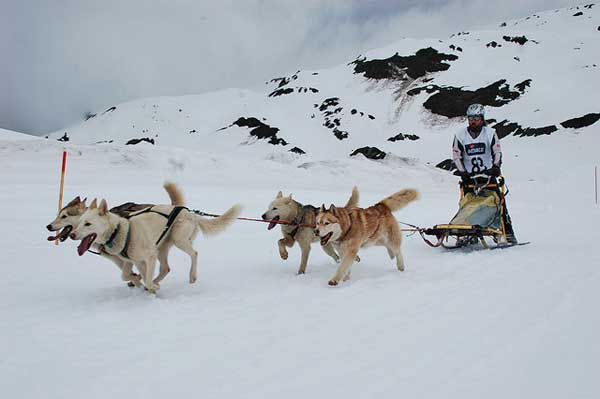 @GosArtic Laboratorios @merial patrocinarán al equipo veterinario del C. E. Gos Àrtic. La próxima cita de la Copa Gos Àrtic tendrá lugar los días 17 y 18 de enero en la estación de esquí de Port Ainé.