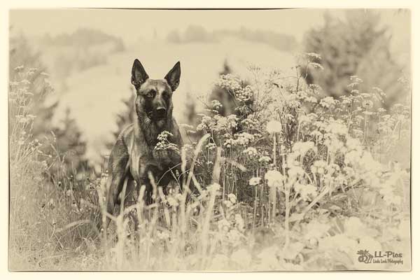 Las fotos de perros de Linda Look.