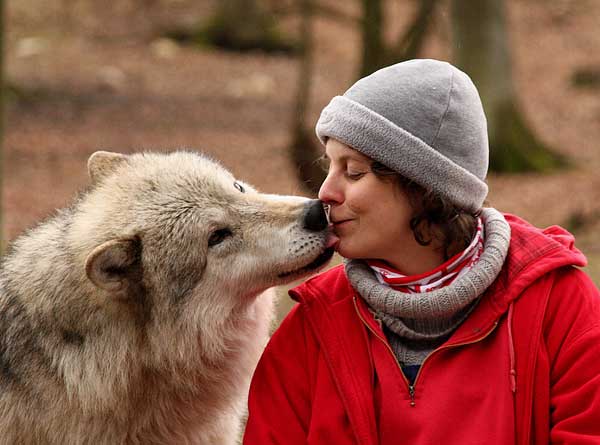 La cooperación entre perros y humanos se basa en las habilidades sociales de los lobos