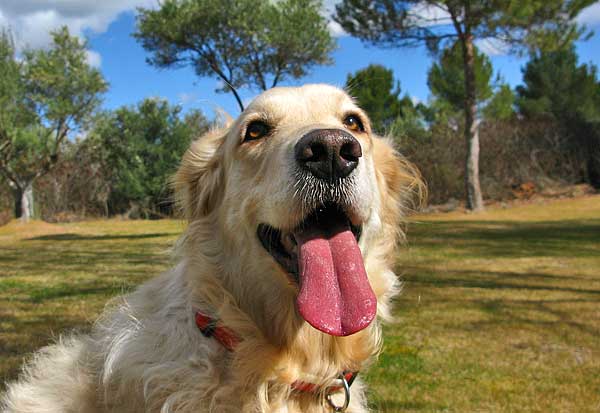 Los perros pueden discriminar las expresiones emocionales de los rostros humanos