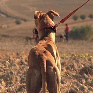 Febrero el miedo de los galgos, se estrena en la web