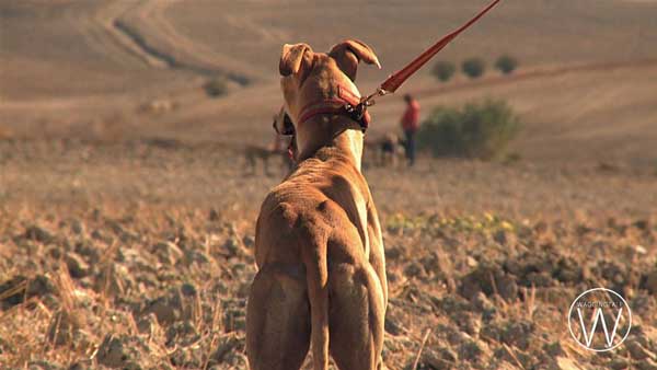 Febrero el miedo de los galgos, se estrena en la web