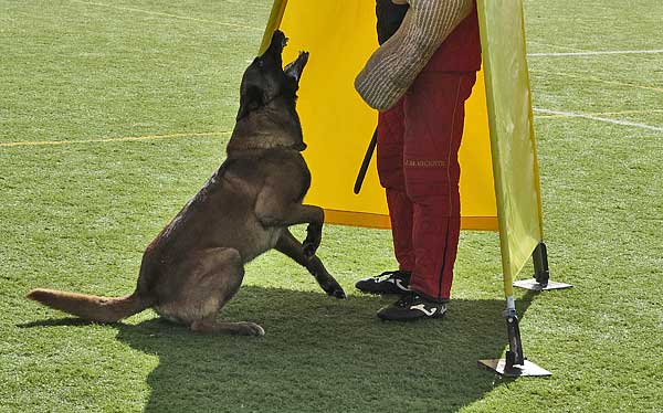 Laguna de Duero acogerá el Campeonato de España de adiestramiento deportivo canino IPO 2015.