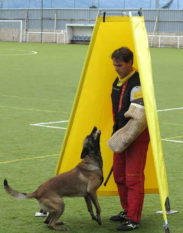 Los peligros del overtraining (sobreadiestramiento). El adiestramiento deportivo o civil está "de moda", pero ¿"cuánto" adiestramiento es el óptimo?