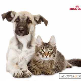 @RoyalCanin_Es Tú adoptas... Y Royal Canin dona pienso a las protectoras.