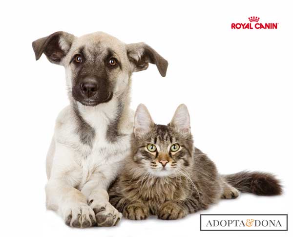 @RoyalCanin_Es Tú adoptas... Y Royal Canin dona pienso a las protectoras.