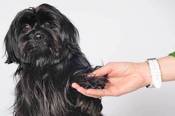 ¿Tu perro quiere que le acaricies? Ojo, ¡No a todos los perros les gusta ser acariciados!