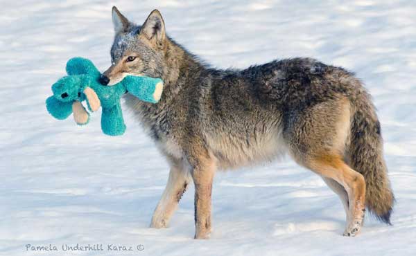 ¿Y si un coyote salvaje se encontrara con el juguete de un perro?... ¡El juego es un lenguaje universal!