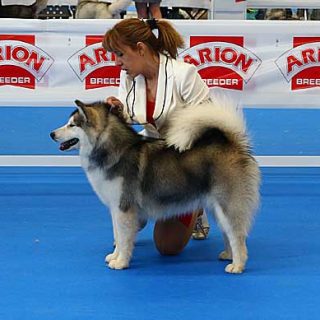 Exposición Canina Nacional e Internacional de Sevilla 2015