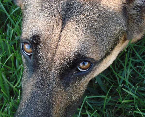 10 formas de ayudar a los perros inseguros. ¿y si preparamos un "plan de buenas experiencias"?