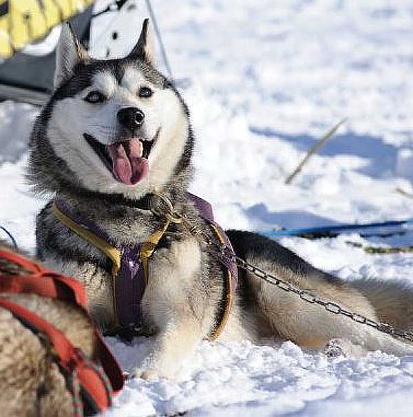 Jacinto el husky ciego que corre en trineos... La superación (vídeo).