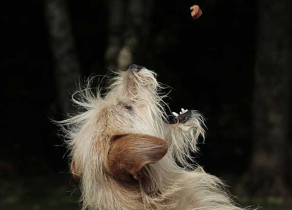 ¿Quieres dar alimentación natural para tu perro? Aquí tienes una receta práctica.