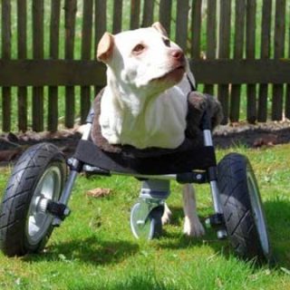 Una silla de ruedas para perros por 130 euros (planos y documentación de acceso libre).