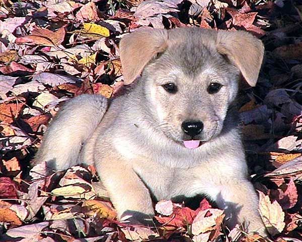 Mi perro tiene diarrea: 10 puntos a tener en cuenta a la hora de valorar la gravedad de una posible diarrea en perros.