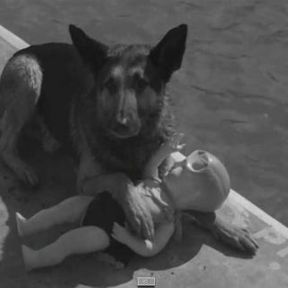 Perro de rescate acuático... ¡En 1939!