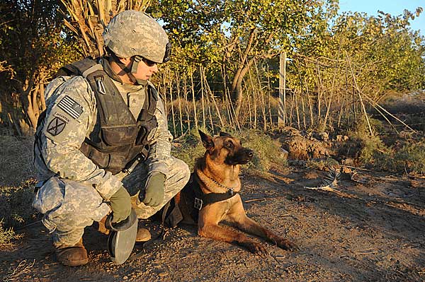 9 Mitos sobre los #perros militares (y las respuestas no son lo que imaginas) C/vídeo.