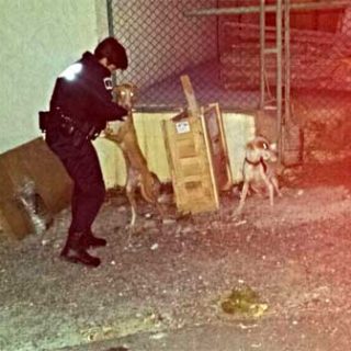 La Unidad Canina de la Policía Local rescata a dos perros amarrados y abandonados en Barranco Seco.