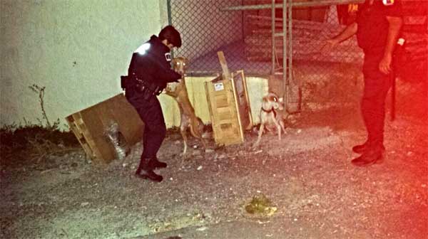 La Unidad Canina de la Policía Local rescata a dos perros amarrados y abandonados en Barranco Seco.