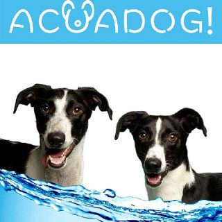 Acuadog 2015: Día de piscina con nuestros #perros en el sur de Madrid.