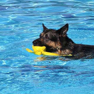 Al Agua Patas, en Daganzo, próximo mes de septiembre