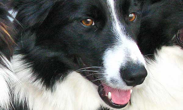 Deporte con #perros. Border collie Classic 2015, vídeo de la final.