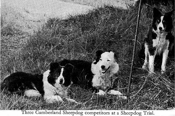 Razas de #perros: Cumberland sheepdog, el origen del border collie.