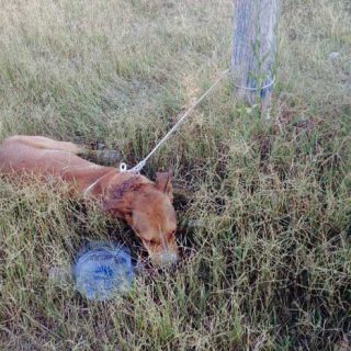 El Refugio rescata en Adra, Almería, un perro apuñalado en la nuca y atado de pies y manos