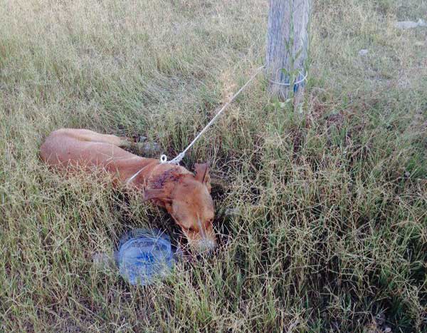 El Refugio rescata en Adra, Almería, un perro apuñalado en la nuca y atado de pies y manos