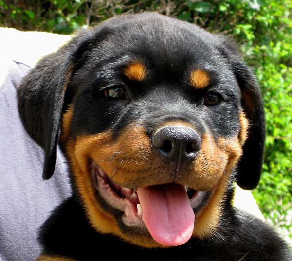 10 razas de #perros que necesitan un trabajo para ser felices. Lista del American Kennel Club.