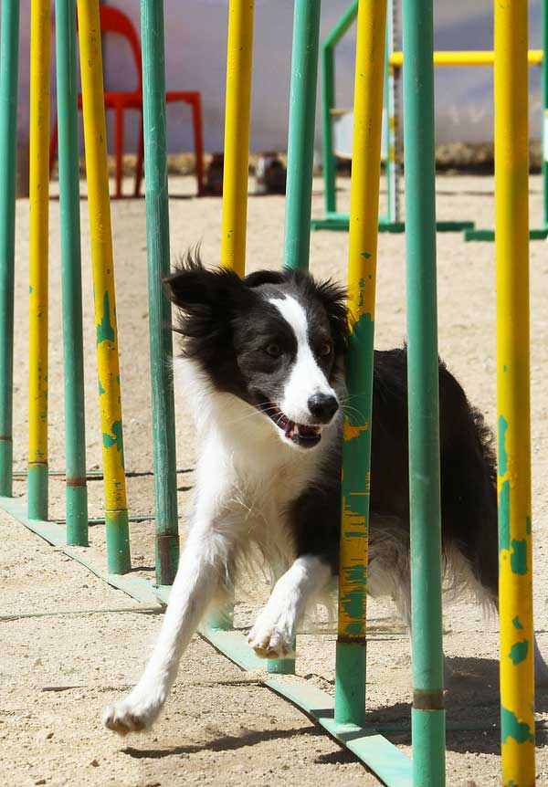 Agility del 12 y 13 de septiembre, con: Club de Agility Ciutat Comtal, Club de Agility WELPE, Club de Agility Costa Azahar, Club de Agility Palaciego y Club de Agility Canedupo.