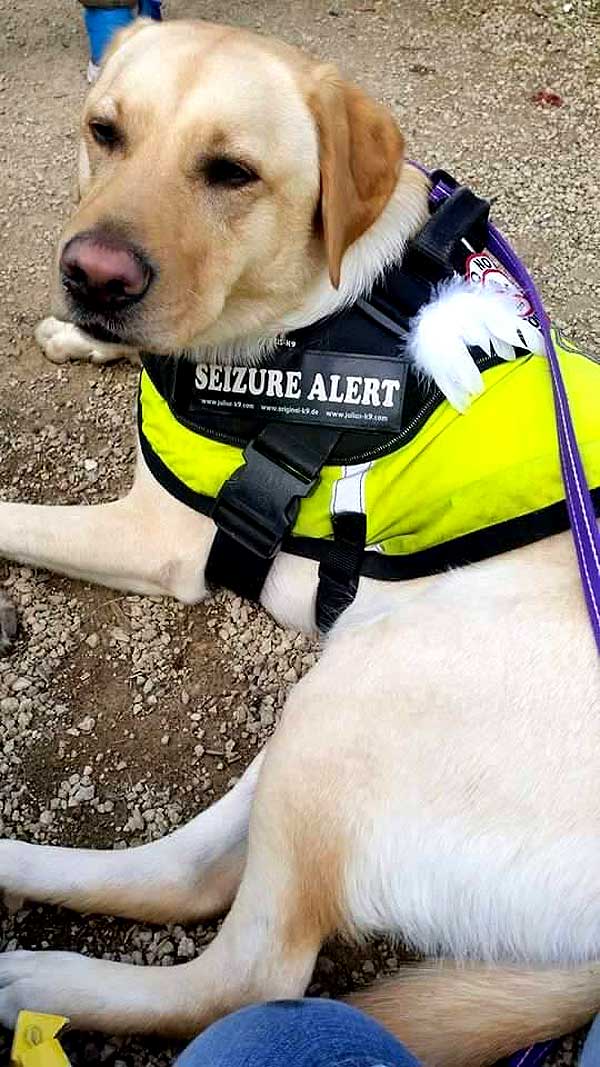 #Perros que salvan vidas asistiendo a personas con epilepsia (vídeo).