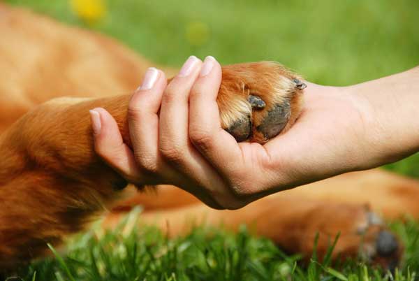 Nace Matchcota, la primera red de búsqueda de adopción de mascotas por afinidad