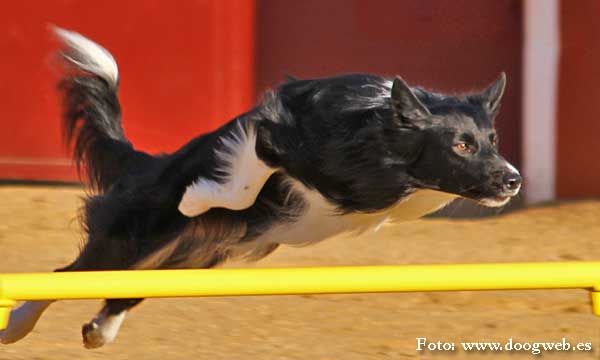 #Veterinaria #Perros. Rehabilitación y cuidados del perro deportivo y de familia, interesantísimo seminario en Madrid, a cargo de Emma Fretwell.